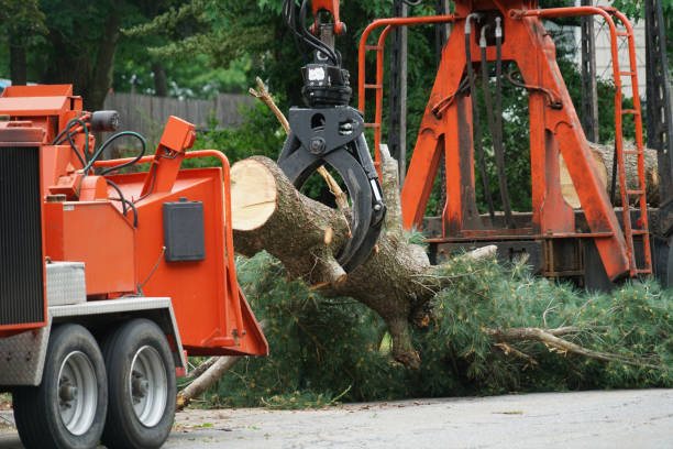 Best Emergency Tree Removal  in USA